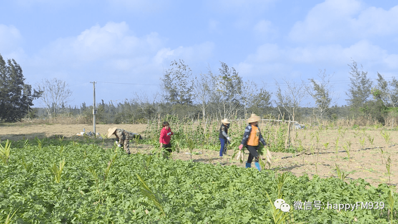 梦境的丰收，梦见收获的白萝卜装到储存室的意义探索