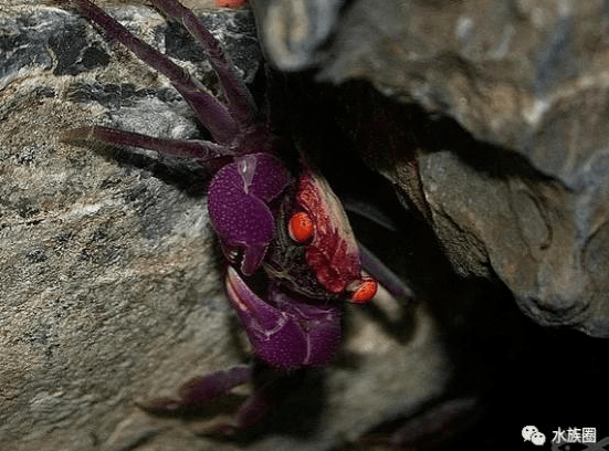 吸血鬼蟹红恶魔蟹