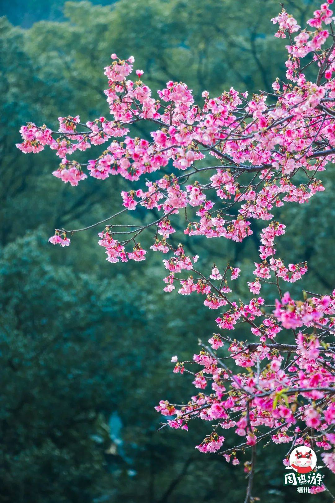 又到樱花盛开时！森林公园樱花开啦，大片粉色浪漫赶紧约起！