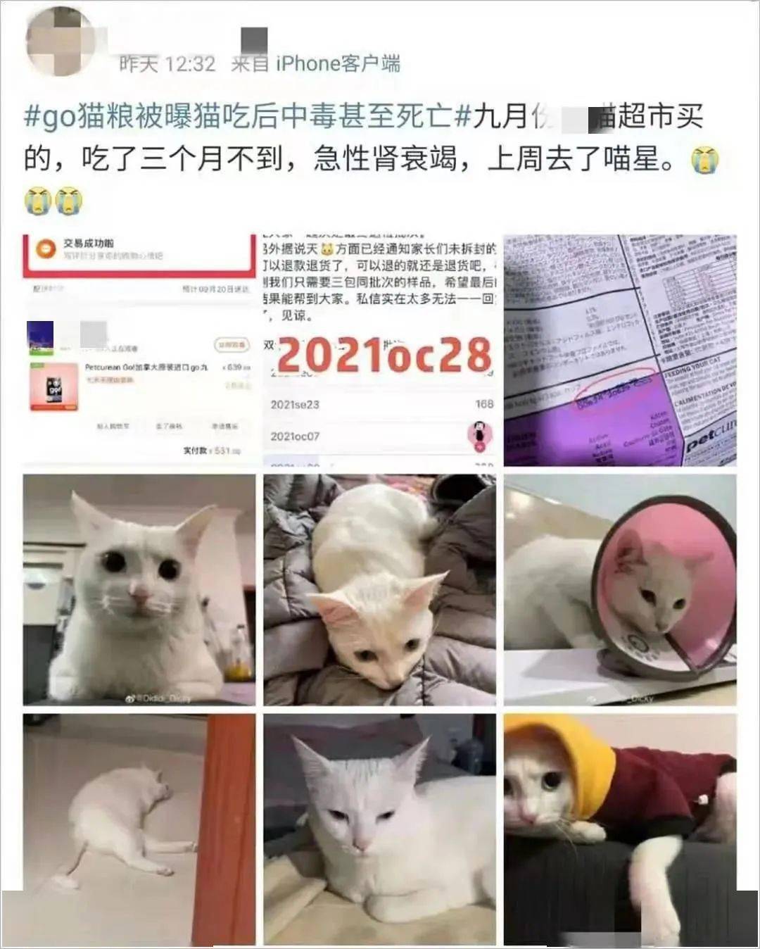 为什么有的猫粮吃了会呕吐 107e624e507b4d6a8ee202eed7a86bcc.jpeg