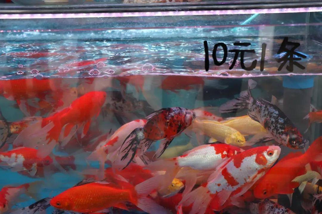 梦境解析,红鳊鱼的变形之旅——从鲜活到干瘪的寓意探索 梦境解析,红鳊鱼的变形之旅——从鲜活到干瘪的寓意探索