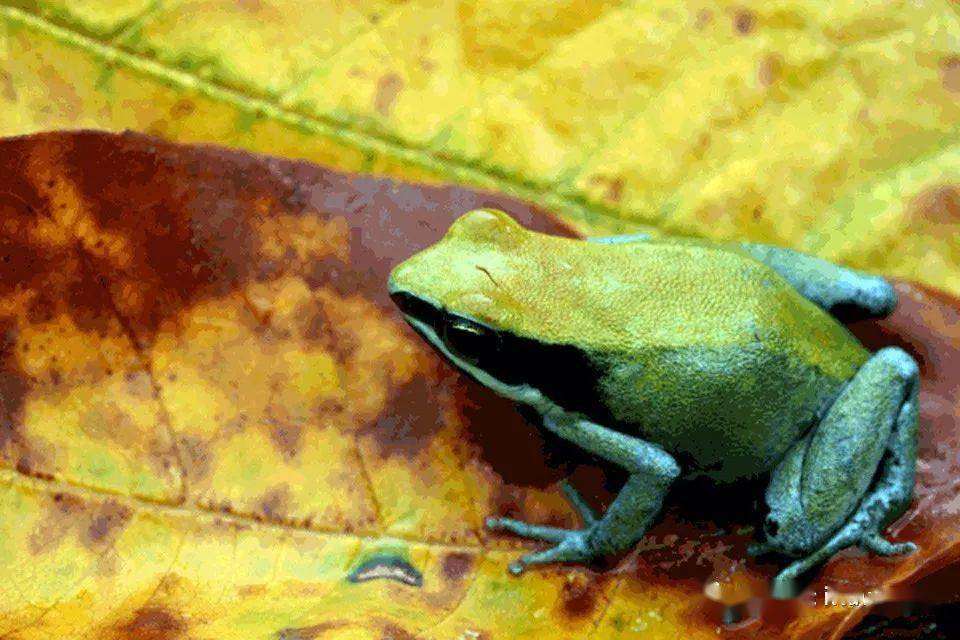 物种图册-绿色曼蛙
