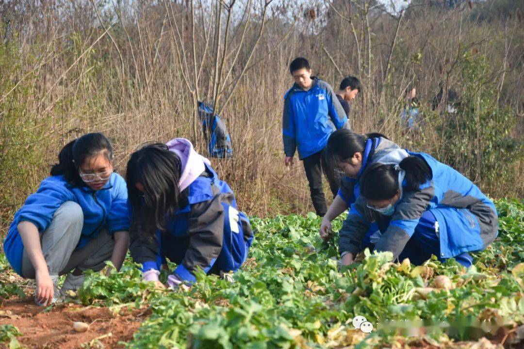 初中部研学实践活动 感恩教育明事理 学农活动知辛勤_全体师生