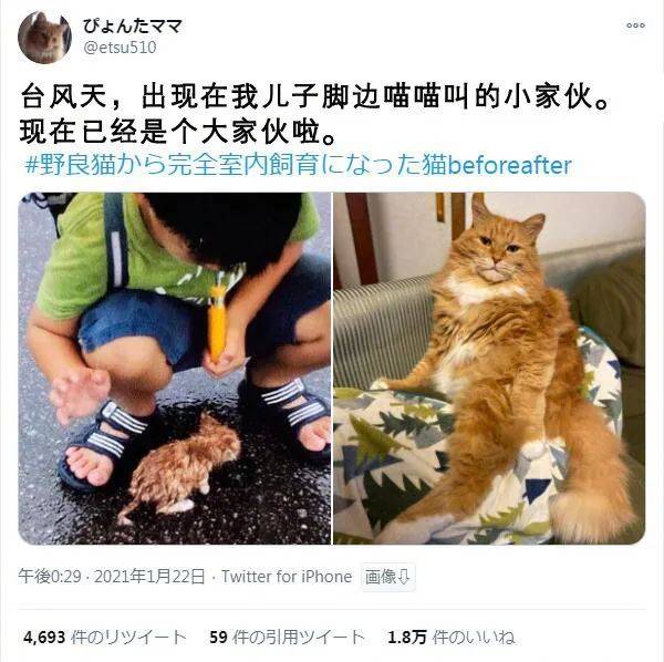 從流浪貓到喵主子……這變化到底有多大？ 萌趣萌寵 第1张