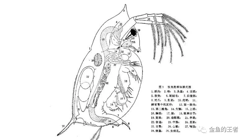 喂金鱼最好的活饵 没有之一 鱼虫