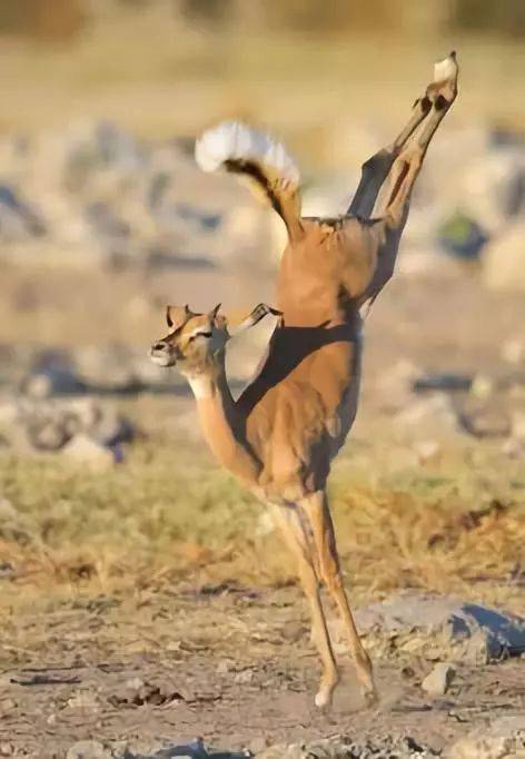 也太逗了吧~这猫头鹰 呆头呆脑的,娃儿太多太难养~还是计划生育好,你