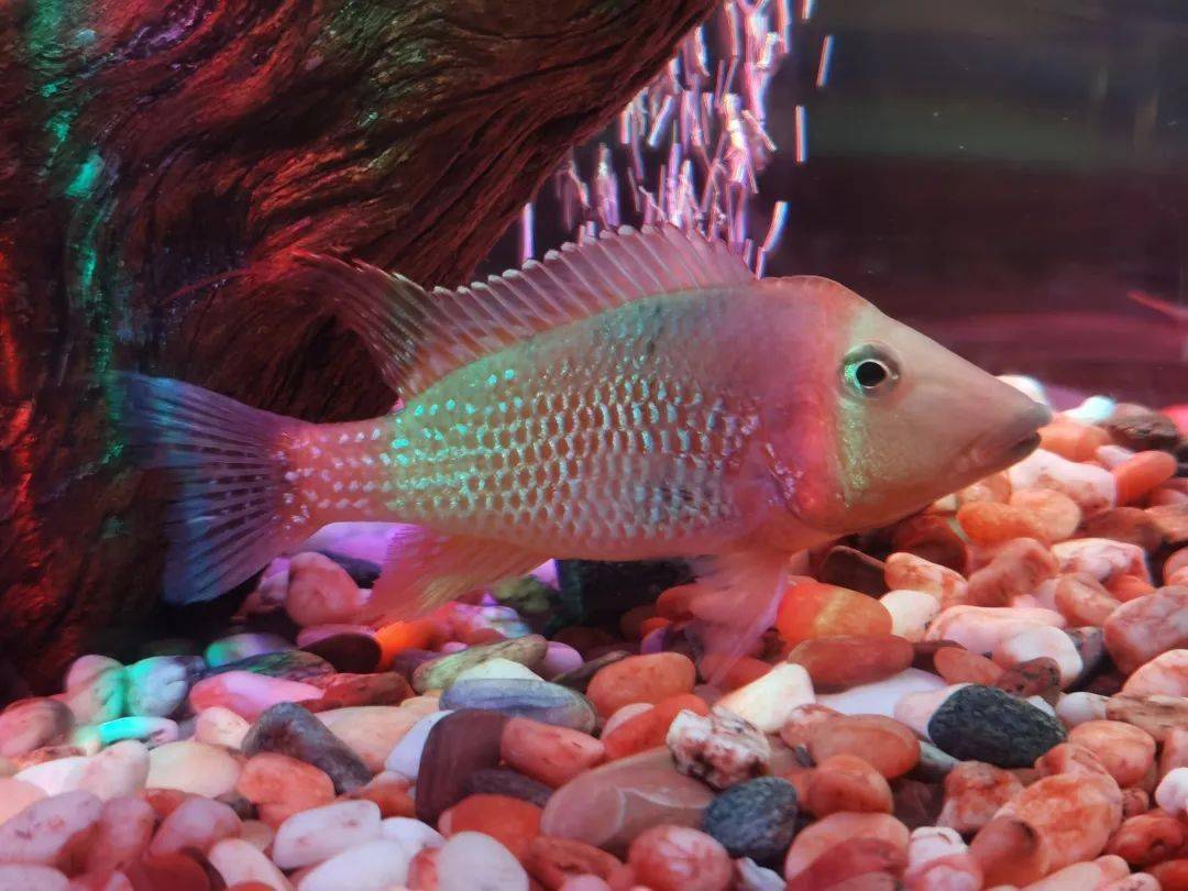 2021happy牛year上海海洋水族馆邀您一起来看牛鱼