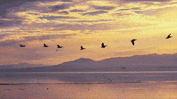 356_200gif 动态图 动图