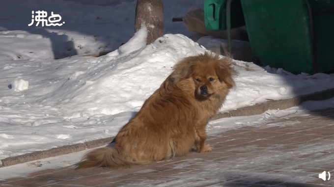 主人去世狗狗守5年（图）