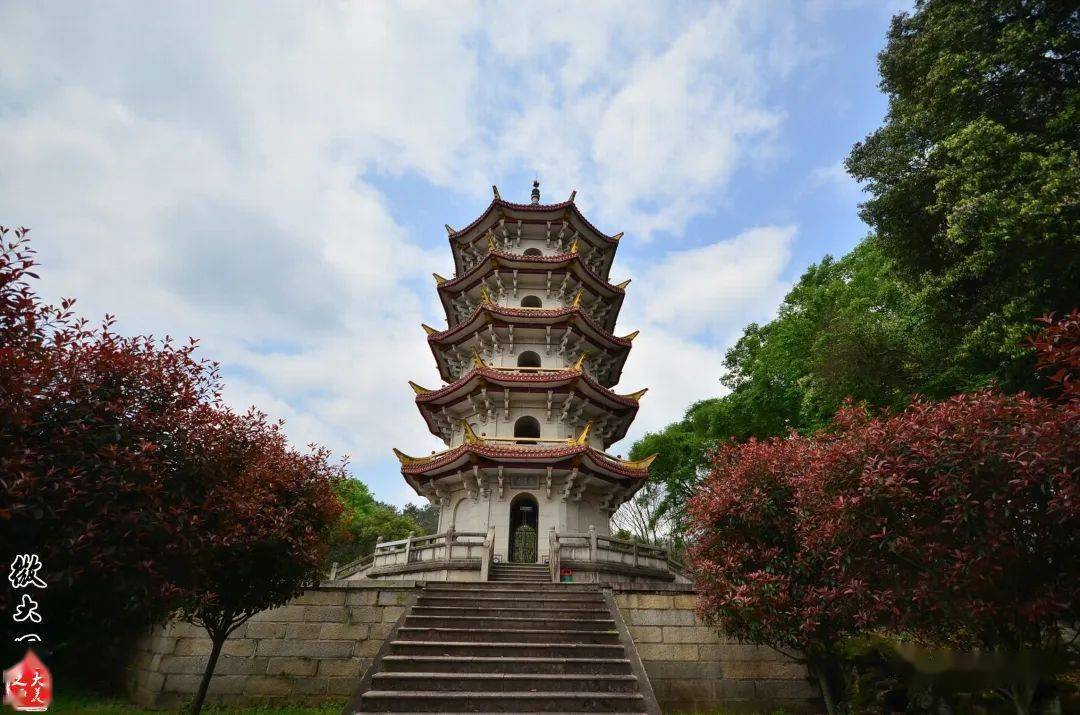 大田白岩公园重新开放梅花盛开花正艳