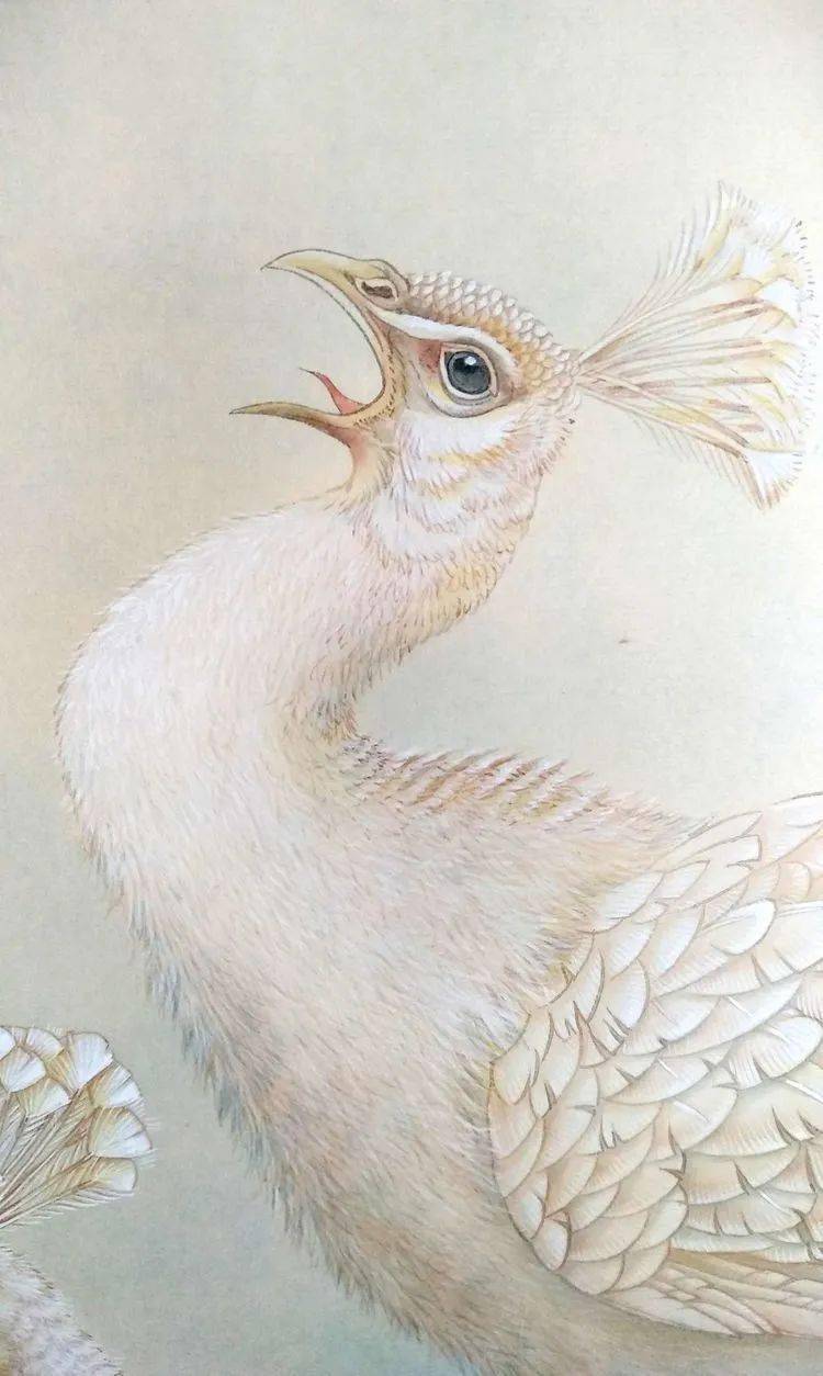 工笔白孔雀羽毛画法图片