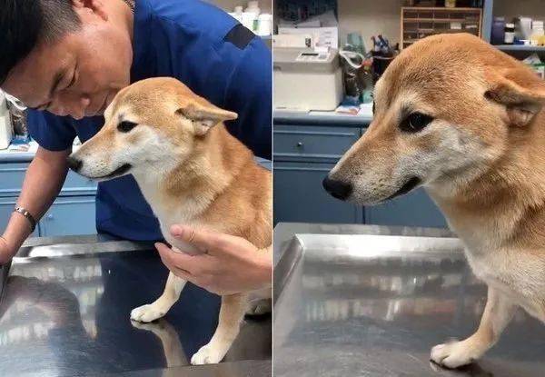 狗狗怎么做绝育的 c5477a2da6614965ba1310236af54f89.jpeg