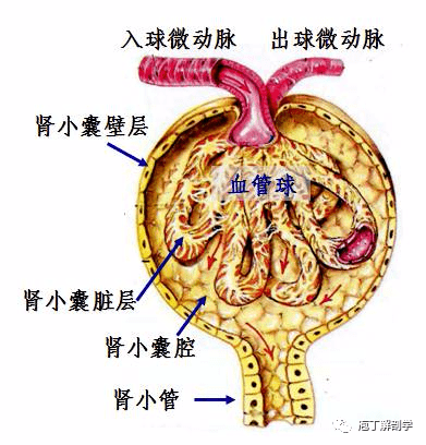 泌尿系统_膀胱