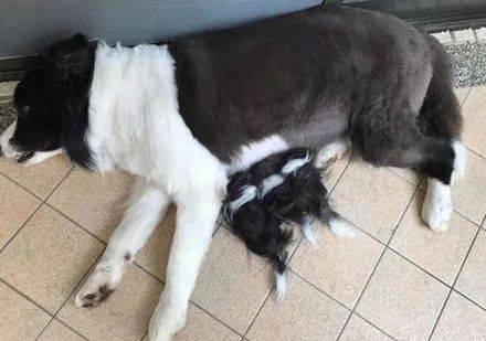 邊境牧羊犬剃完毛竟然生出11隻寶寶，網友看後笑翻，想領養一隻！ 萌趣萌寵 第3张