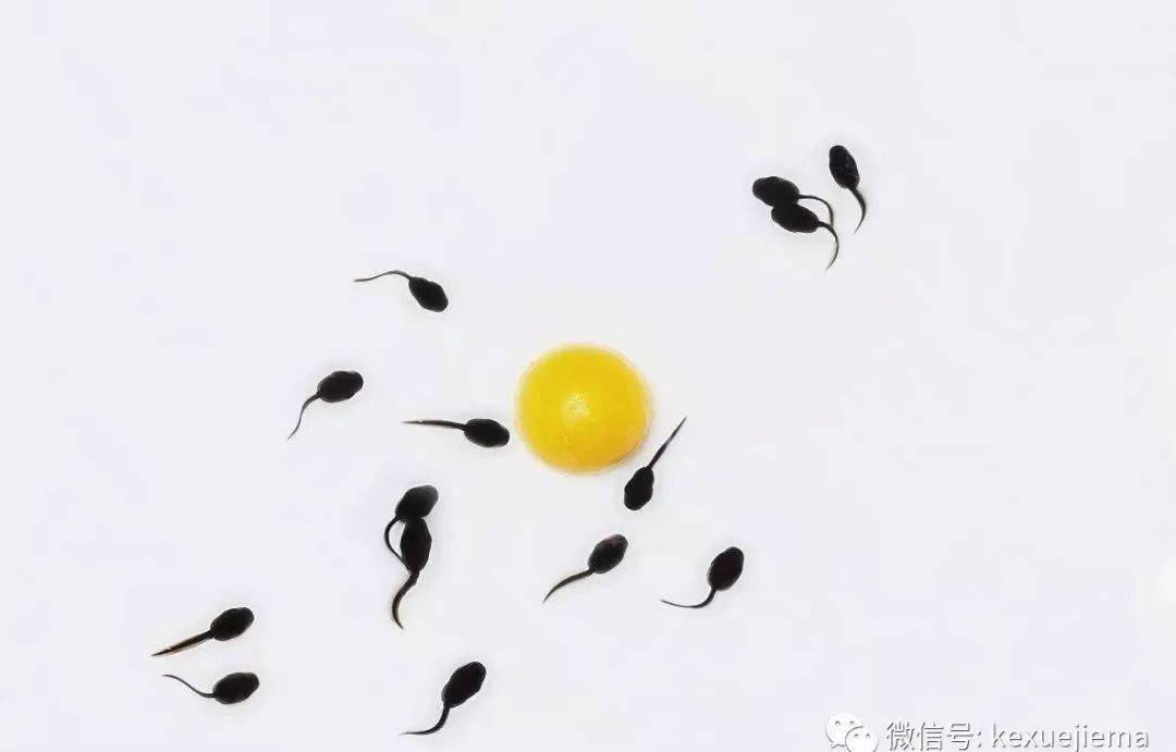 新型男性避孕药将问世!小蝌蚪们在哭泣