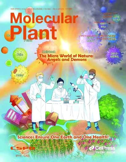 分子植物 花药叶绿体功能研究获重要突破 花粉