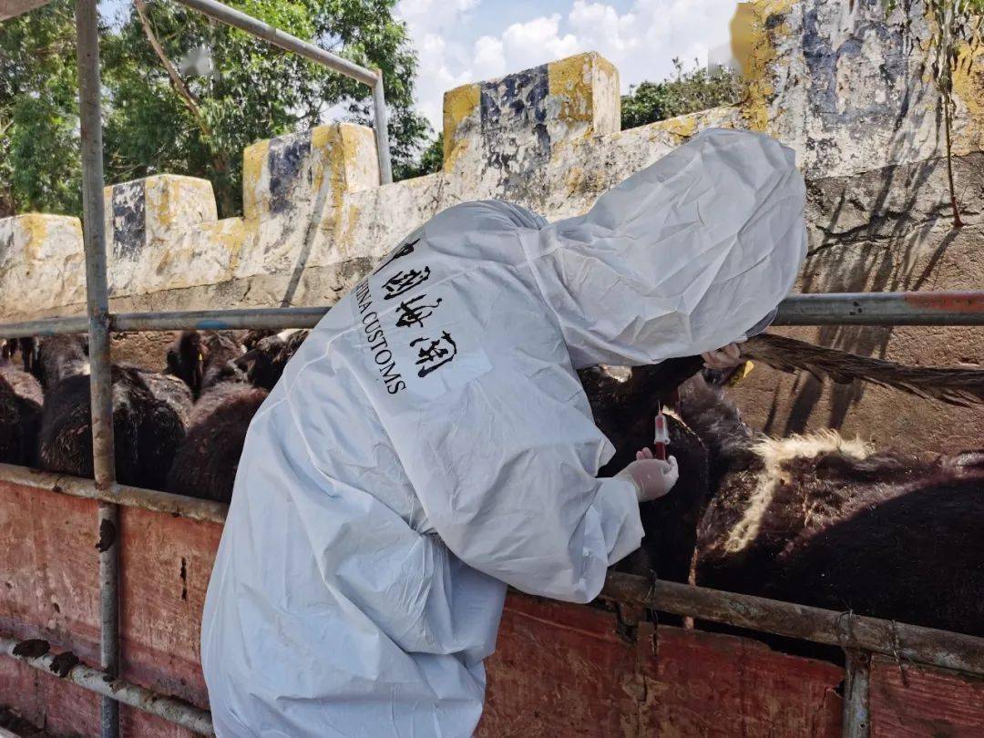 一篇让你搞懂进境种用大中动物检疫