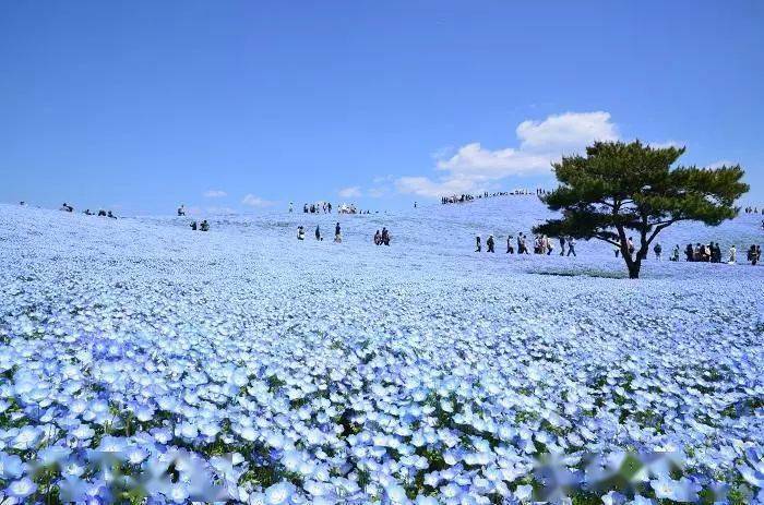 一个距离东京仅一个小时的宝藏之地 茨城 日本 一个距离东京仅一个小时的宝藏之地 茨城 日本
