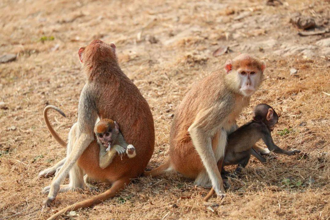 猴界的"速度担当"—赤猴_宝宝