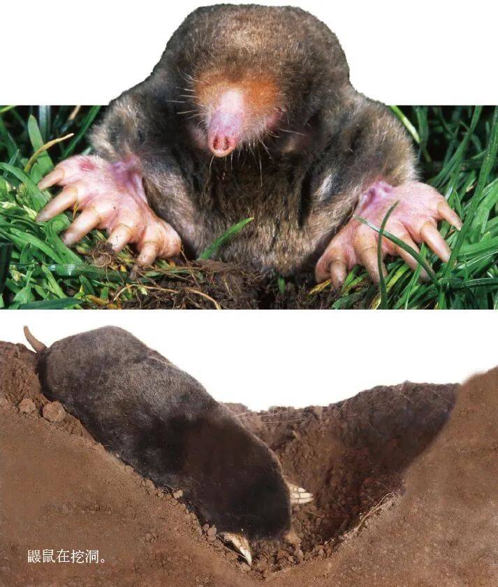 鼹鼠俗话说"老鼠的儿子会打洞",这说明挖洞一直是老鼠的看家本领.
