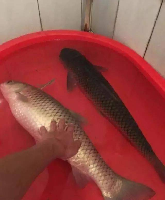 单机版捕鱼达人下载|钓鱼大师旧版单机版