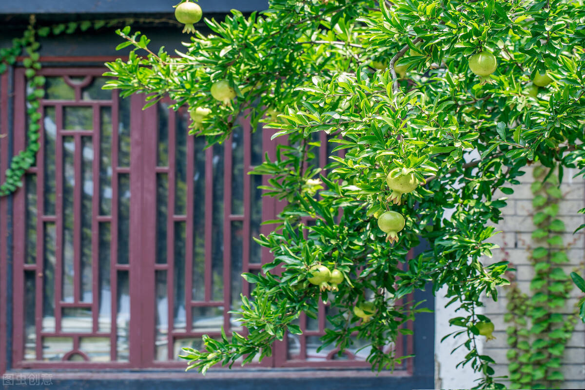 院子里种4种树 注意辨别 公母 选错了只开花不结果 公树