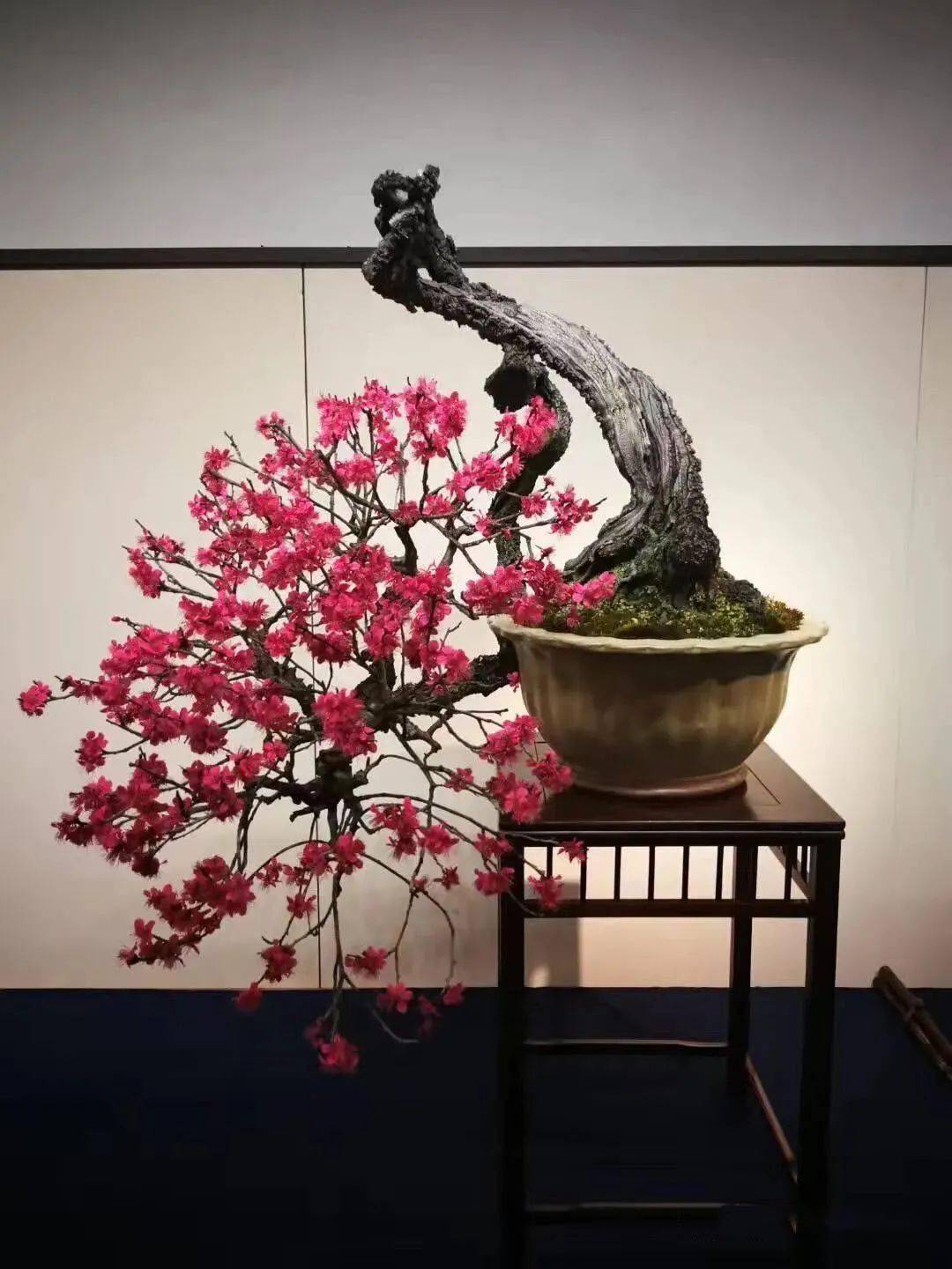 极品梅花盆景200款,绝对值得一看!