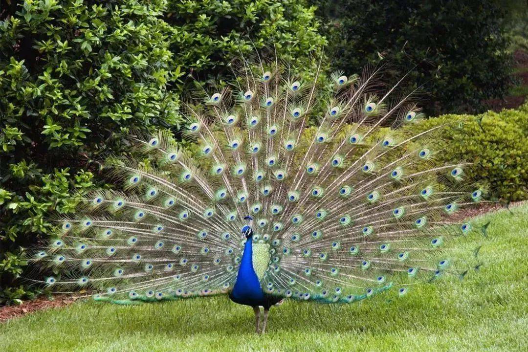 乐享新春第一期傣族孔雀舞