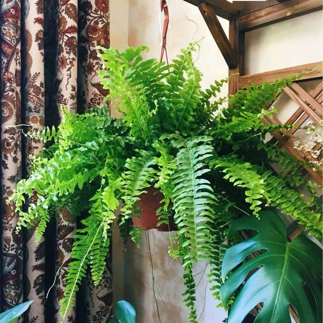 冬天在家盆波斯顿蕨,吸废气,除甲醛,耐阴又好养,清新又健康