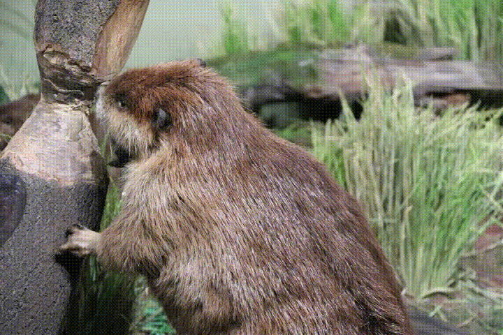 河狸筑坝的故事就发生在这里,河狸可是动物工程师,用筑坝为大家创造
