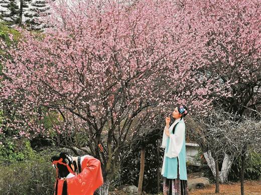 万花丛中品年味 赏花攻略请收好