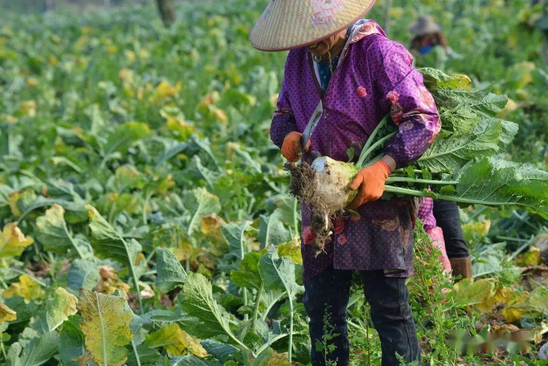 均安大頭菜今年迎來