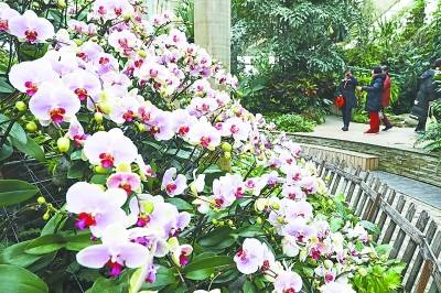 武汉植物园热带兰展2月5日启幕 8000株兰花齐聚迎春