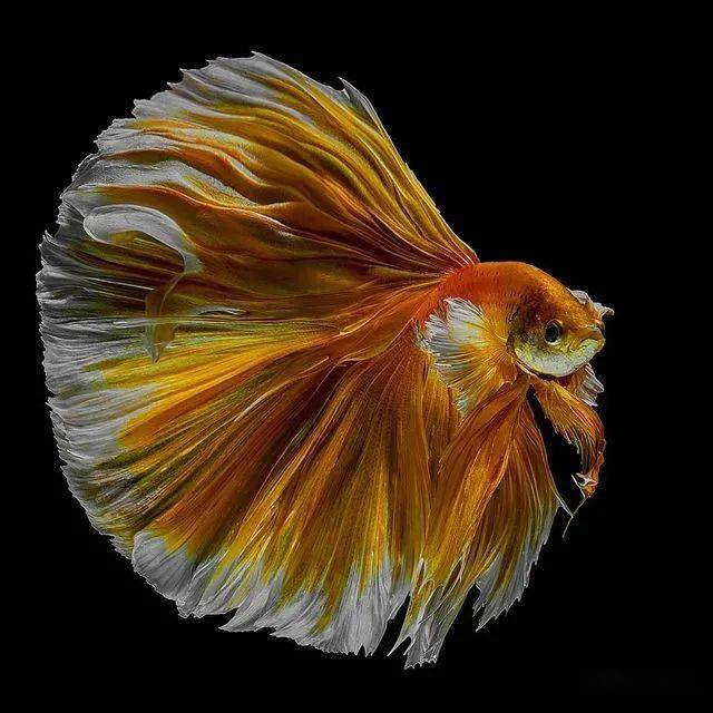 美轮美奂的斗鱼下