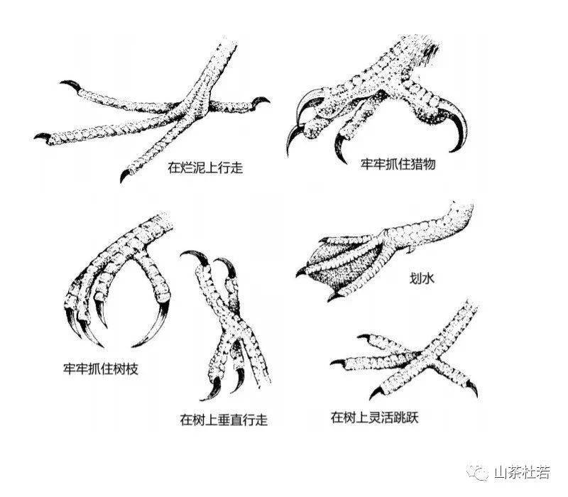 鸟爪子画法图图片