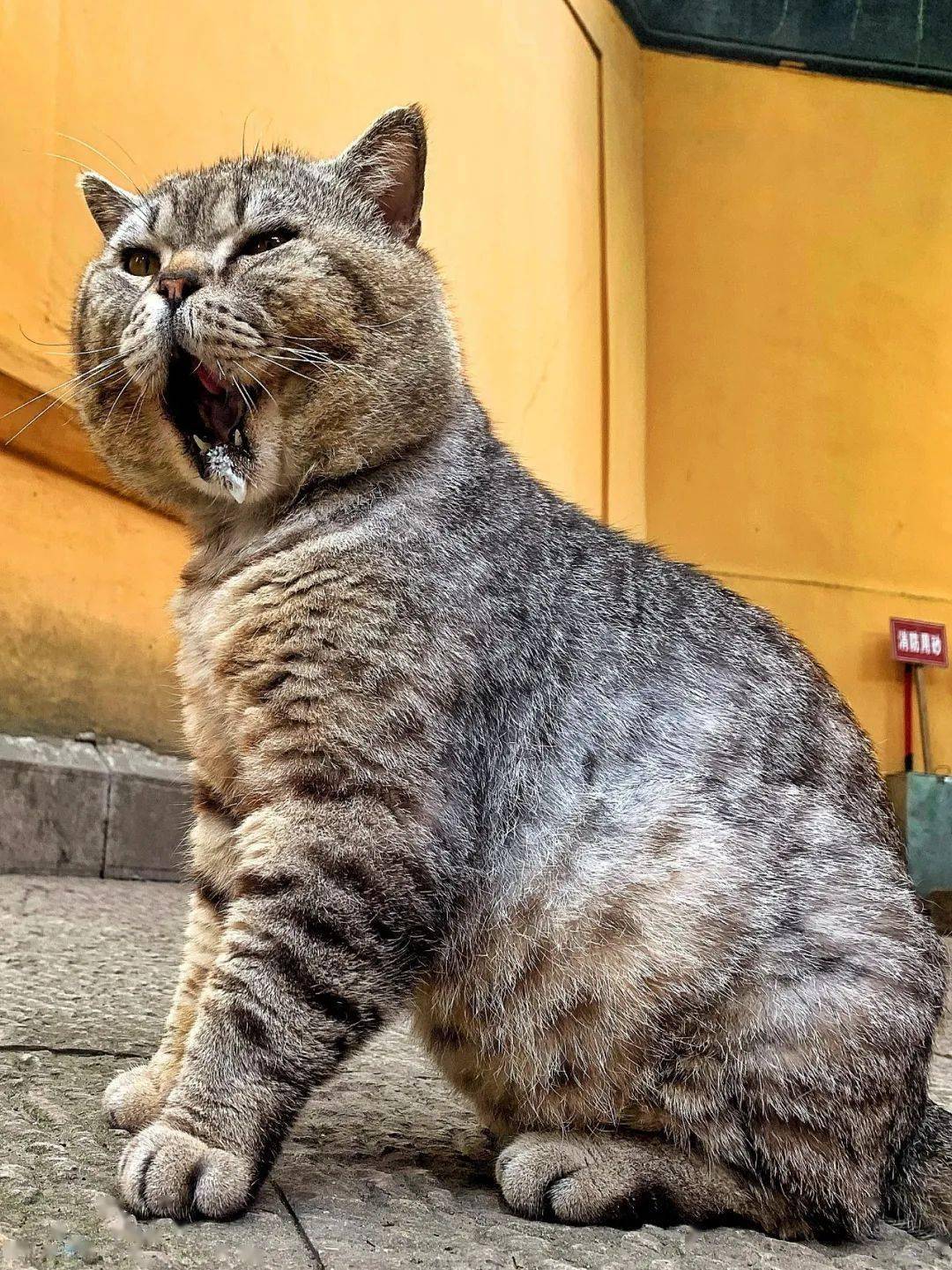 注:本寻猫启事应爱猫粉丝@卡夫卡是只喵 的要求撰写和扩散.