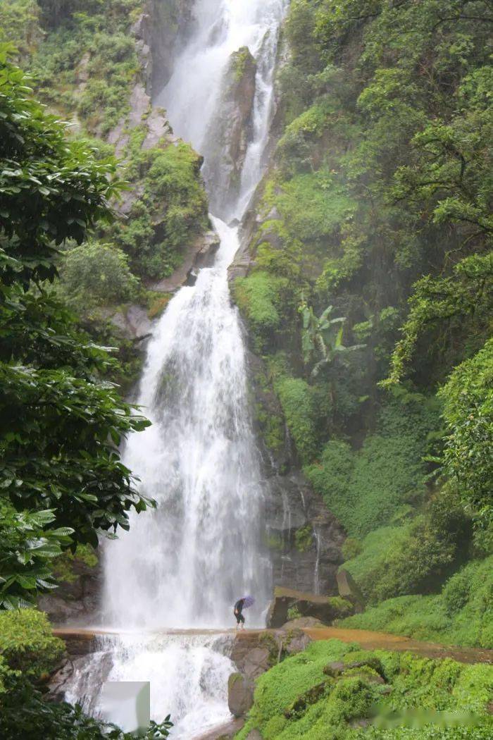 走进千家寨亲近原始森林的魅力