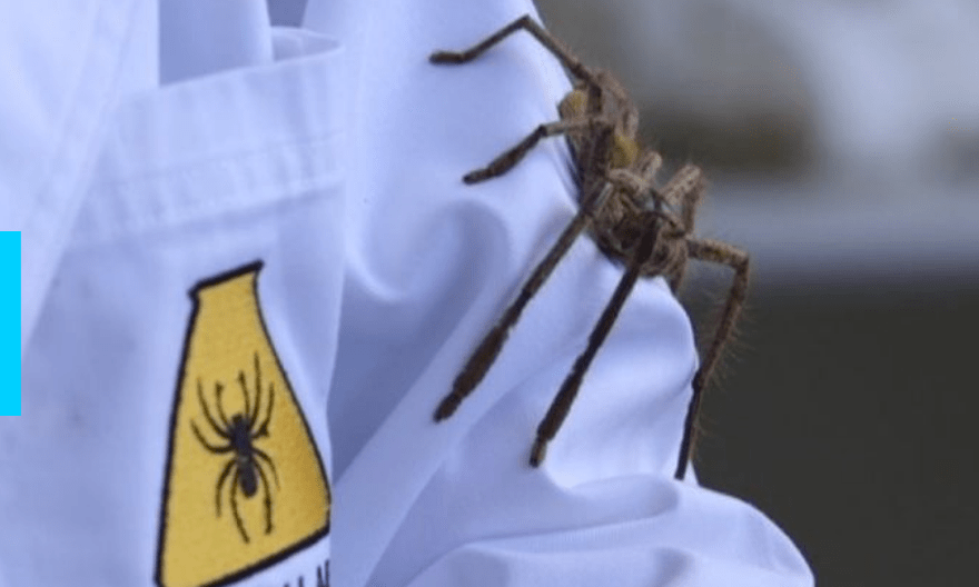 长脚蜘蛛繁殖季到但是你不用紧张