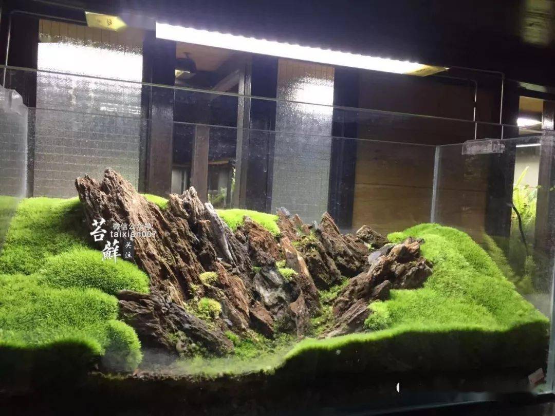 看看这位高手是怎么把青苔养得如此极品的!_苔藓
