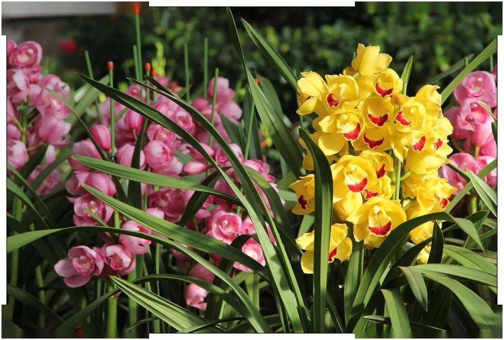 新年摆新花 图个好彩头 临近新春 年宵花 市场走俏 爱申活暖心春 龙大