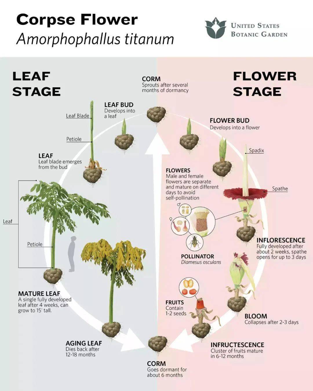 botanic garden当泰坦魔芋的种子种植后,球茎中会长出叶芽,叶芽之后