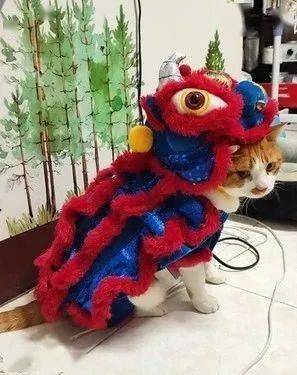 安排补寄  还爽快地表示  寄错的就送给蜜柑了 而蜜柑穿上舞狮服装后