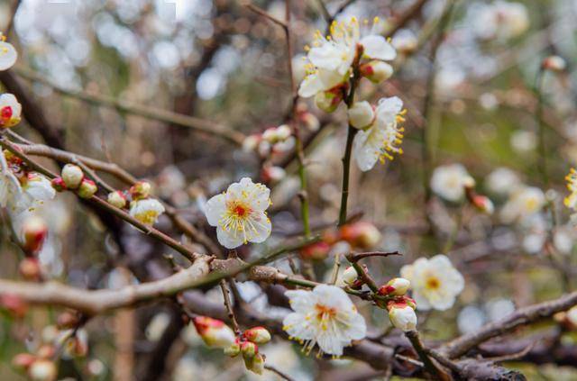 香雪梅径展区打造了一条梅林幽静小路,沿途呈现了双梅争艳,岁寒三友
