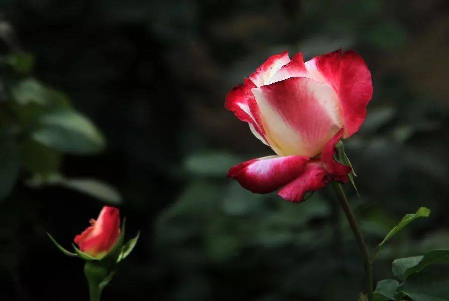 5c507543eea441d6883a008d34f927df.jpeg