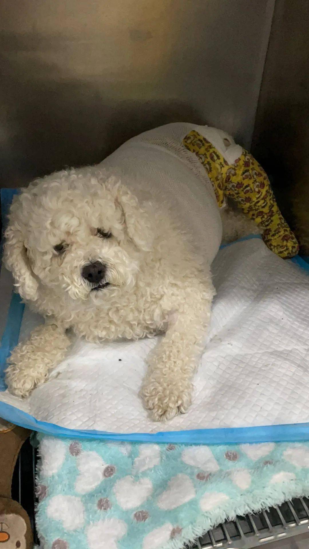 病例分享比熊犬髋关节发育不良bluesao小号水泥型全髋置换系统thr临床