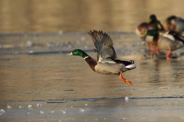 500mm 1.4拍摄野鸭从侧面和正面起飞