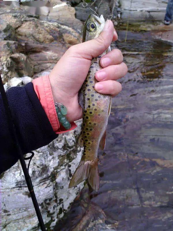 山涧密林里曾经常能钓到的细鳞鱼如今是保护鱼种