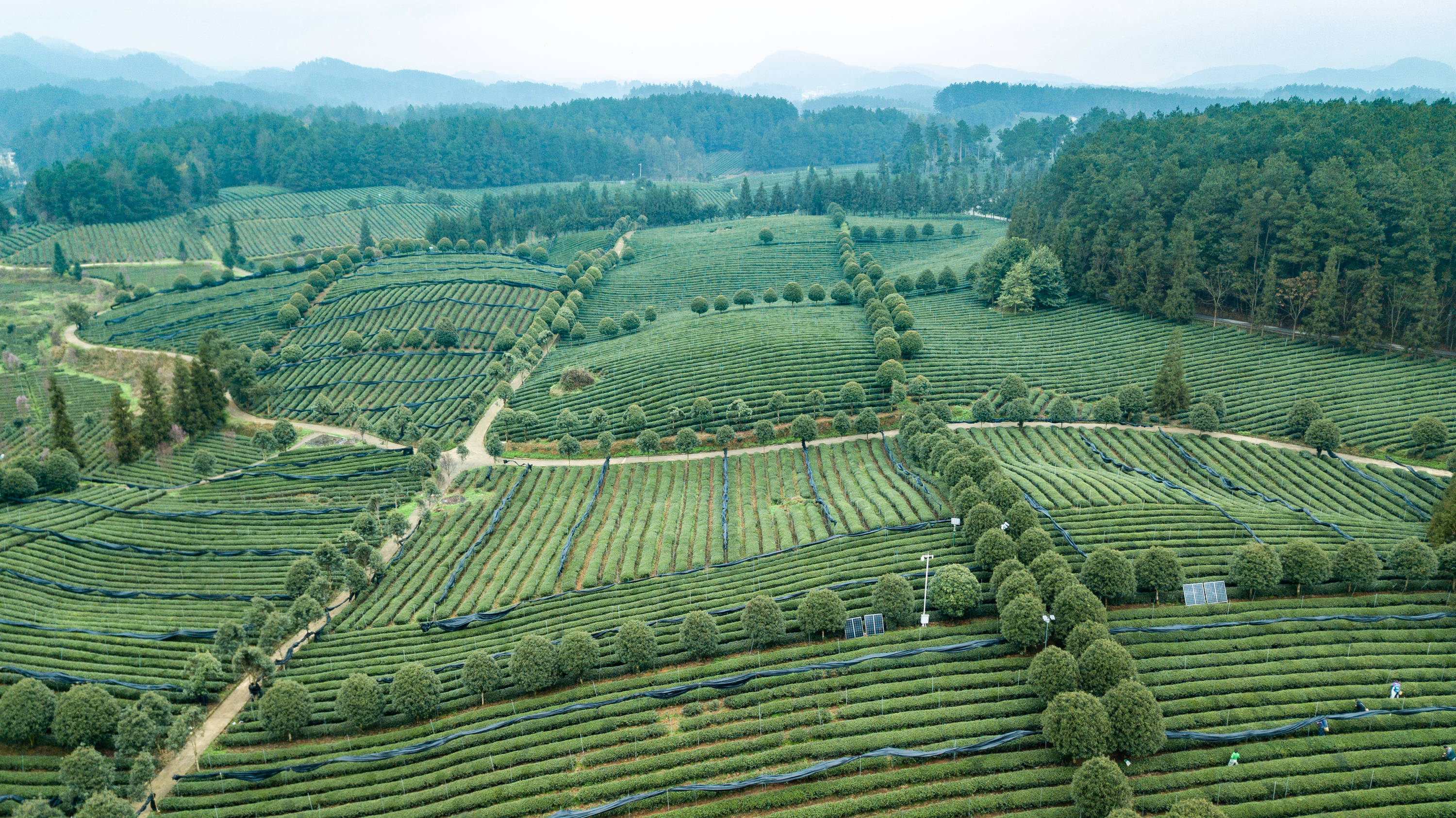 凤冈茶海之心景区图片图片