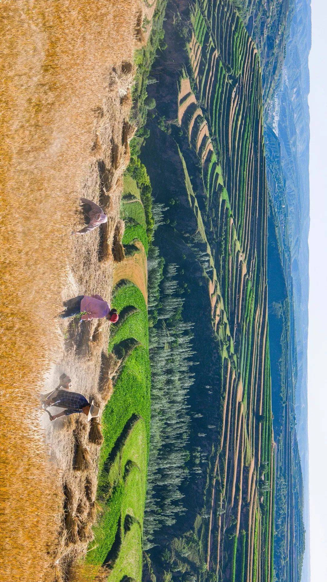 人均森林占有量_中国矿产人均占有量表(3)