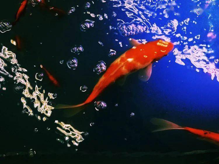 五彩锦鲤,水中游动的宝石